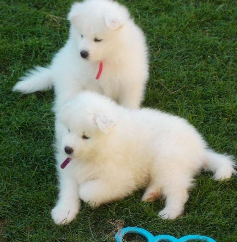 Potty Trained Samoyed Pups For Sale, Text (408) 800-1959 Image eClassifieds4u