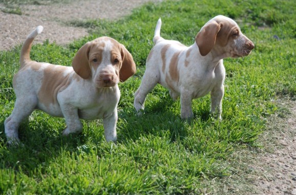 Stunning Bracco Italiano Puppies For Sale Text (408) 800-1959 Image eClassifieds4u