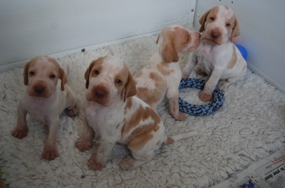 Stunning Bracco Italiano Puppies For Sale Text (408) 800-1959 Image eClassifieds4u