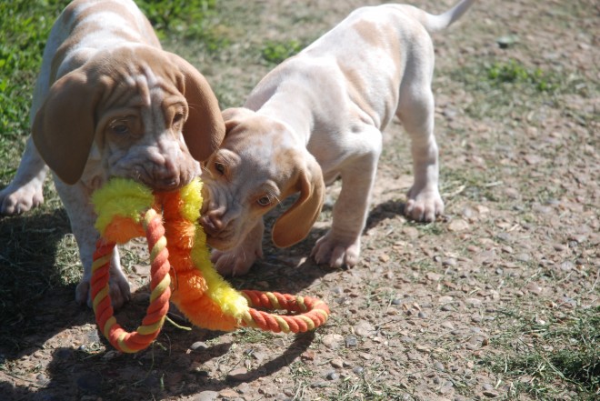 Stunning Bracco Italiano Puppies For Sale Text (408) 800-1959 Image eClassifieds4u