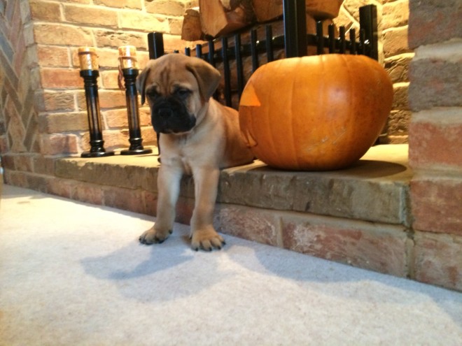 Stunning Chunky Kc Registered Bullmastiff Puppies For Sale Text (408) 800-1959 Image eClassifieds4u
