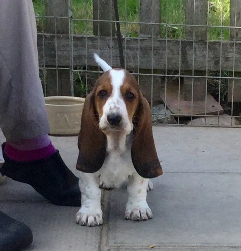 Stunning Quality Basset Hound Puppies For Sale, Text (408) 800-1959 Image eClassifieds4u