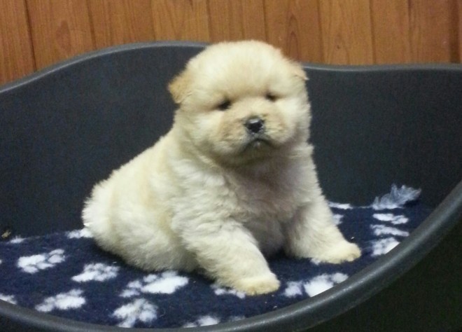(pure) Chow Chow Puppies For Sale . (408) 800-1959 Image eClassifieds4u