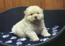 (pure) Chow Chow Puppies For Sale . (408) 800-1959