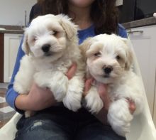 5 K C Reg Coton De Tulear Pups 1 Girl and a boy Left!! . (408) 800-1959