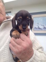 Black And Tan Dachshund . (408) 800-1959