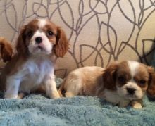 Cavalier King Charles Puppies For Sale . (408) 800-1959