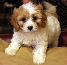 Friendly Cavachon Puppies For Sale . (408) 800-1959