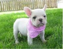 Gorgeous male and female French Bulldog Puppies Available