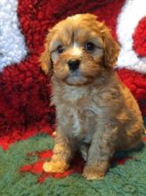Litter Of Cavapoo Puppies For Sale . (408) 800-1959