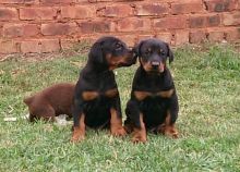 Ready Now Champion Bred Kc Reg Doberman . (408) 800-1959