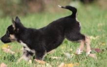 super cute English Bulldog puppies,text :::(365) 801-0230