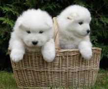 Well Trained Samoyed Puppies For Sale, Text (408) 800-1959