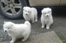 Well Trained Samoyed Puppies For Sale, Text (408) 800-1959