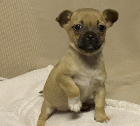 2 Left Beautiful Playful Female Jug Now . (408) 800-1959 Image eClassifieds4u