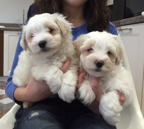 5 K C Reg Coton De Tulear Pups 1 Girl and a boy Left!! . (408) 800-1959 Image eClassifieds4u