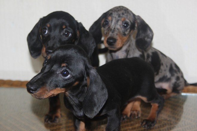 Black And Tan Dachshund . (408) 800-1959 Image eClassifieds4u