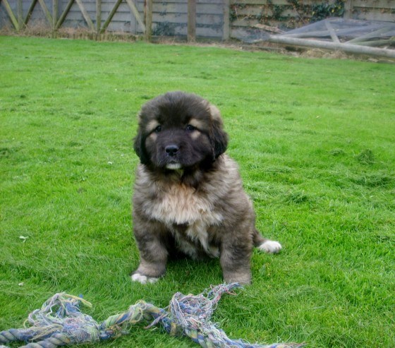 Caucasian Shepherd Dog Puppies For Sale Image eClassifieds4u
