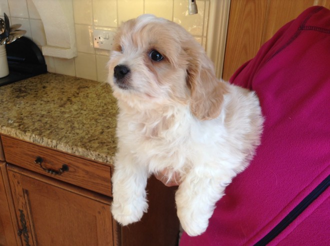 Friendly Cavachon Puppies For Sale . (408) 800-1959 Image eClassifieds4u