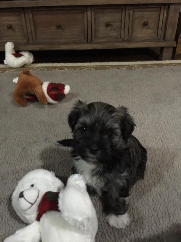 Havanese Puppy - $1800 Image eClassifieds4u