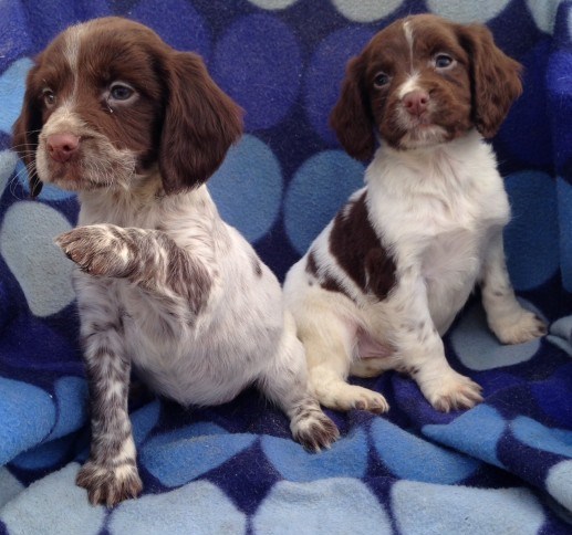 K.c Reg Show Type Cocker Spaniel Puppies . (408) 800-1959 Image eClassifieds4u