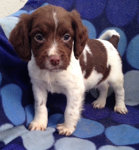 K.c Reg Show Type Cocker Spaniel Puppies . (408) 800-1959 Image eClassifieds4u