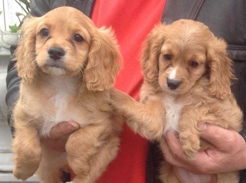 Litter Of Cavapoo Puppies For Sale . (408) 800-1959 Image eClassifieds4u