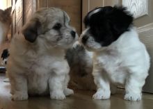 5 K C Reg Coton De Tulear Pups 1 Girl and a boy Left!! . (408) 800-1959 Image eClassifieds4u 2