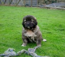 Caucasian Shepherd Dog Puppies For Sale Image eClassifieds4U