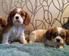 Cavalier King Charles Puppies For Sale . (408) 800-1959 Image eClassifieds4u 1