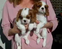 Cavalier King Charles Puppies For Sale . (408) 800-1959 Image eClassifieds4u 2
