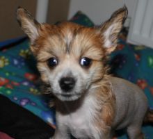 For Sale 2 Chinese Crested Puppies . (408) 800-1959 Image eClassifieds4U