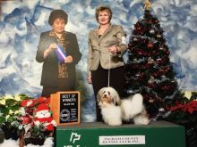 Havanese Puppy - $1800 Image eClassifieds4u 1