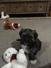 Havanese Puppy - $1800 Image eClassifieds4u 3