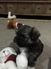 Havanese Puppy - $1800 Image eClassifieds4u 4