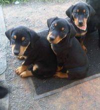 Ready Now Champion Bred Kc Reg Doberman . (408) 800-1959 Image eClassifieds4u 2