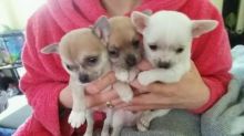 Teeny Tiny Kc Chihuahua Puppies For Sale . (408) 800-1959 Image eClassifieds4u 2