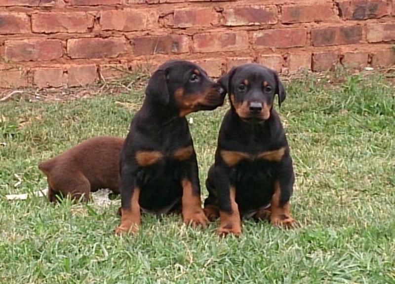 Ready Now Champion Bred Kc Reg Doberman . (408) 800-1959 Image eClassifieds4u