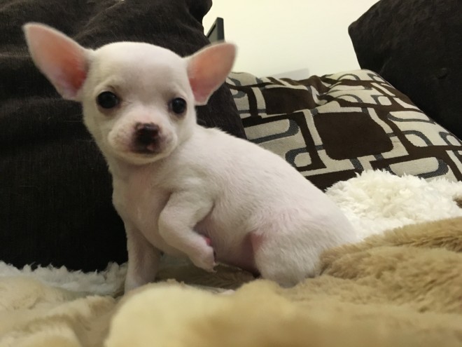 Teeny Tiny Kc Chihuahua Puppies For Sale . (408) 800-1959 Image eClassifieds4u