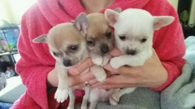 Teeny Tiny Kc Chihuahua Puppies For Sale . (408) 800-1959 Image eClassifieds4u