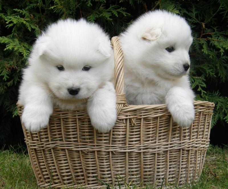 Well Trained Samoyed Puppies For Sale, Text (408) 800-1959 Image eClassifieds4u