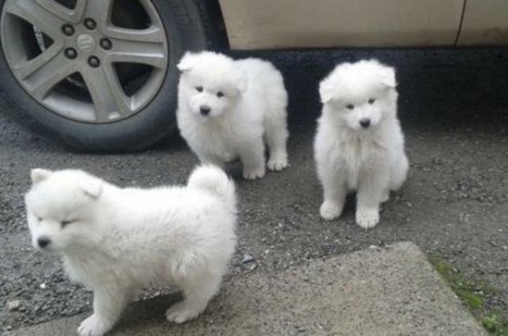 Well Trained Samoyed Puppies For Sale, Text (408) 800-1959 Image eClassifieds4u