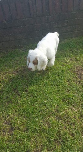Working Clumber Puppies For Sale . (408) 800-1959 Image eClassifieds4u