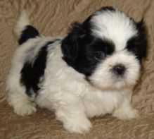 Adorable cute healthy shih tzu for adoption