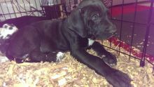 Adorable X-mass Great Dane puppies for Rehoming TXT 647-488-1755