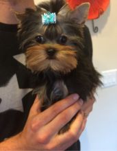 AKC Yorkie Puppy - 12 weeks old Male For Adoption text (443)808-0144