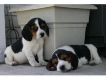 chocoalte tri beagle puppy left reduced for a good home