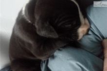 cvcv Offering : Adorable Great Dane puppies for Rehoming TXT 647-488-1755