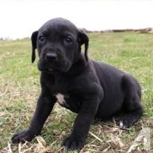 Energetic Great Dane puppies for Rehoming TXT 647-488-1755