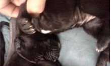 Energetic Great Dane puppies for Rehoming TXT 647-488-1755
